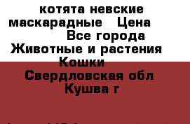 котята невские маскарадные › Цена ­ 18 000 - Все города Животные и растения » Кошки   . Свердловская обл.,Кушва г.